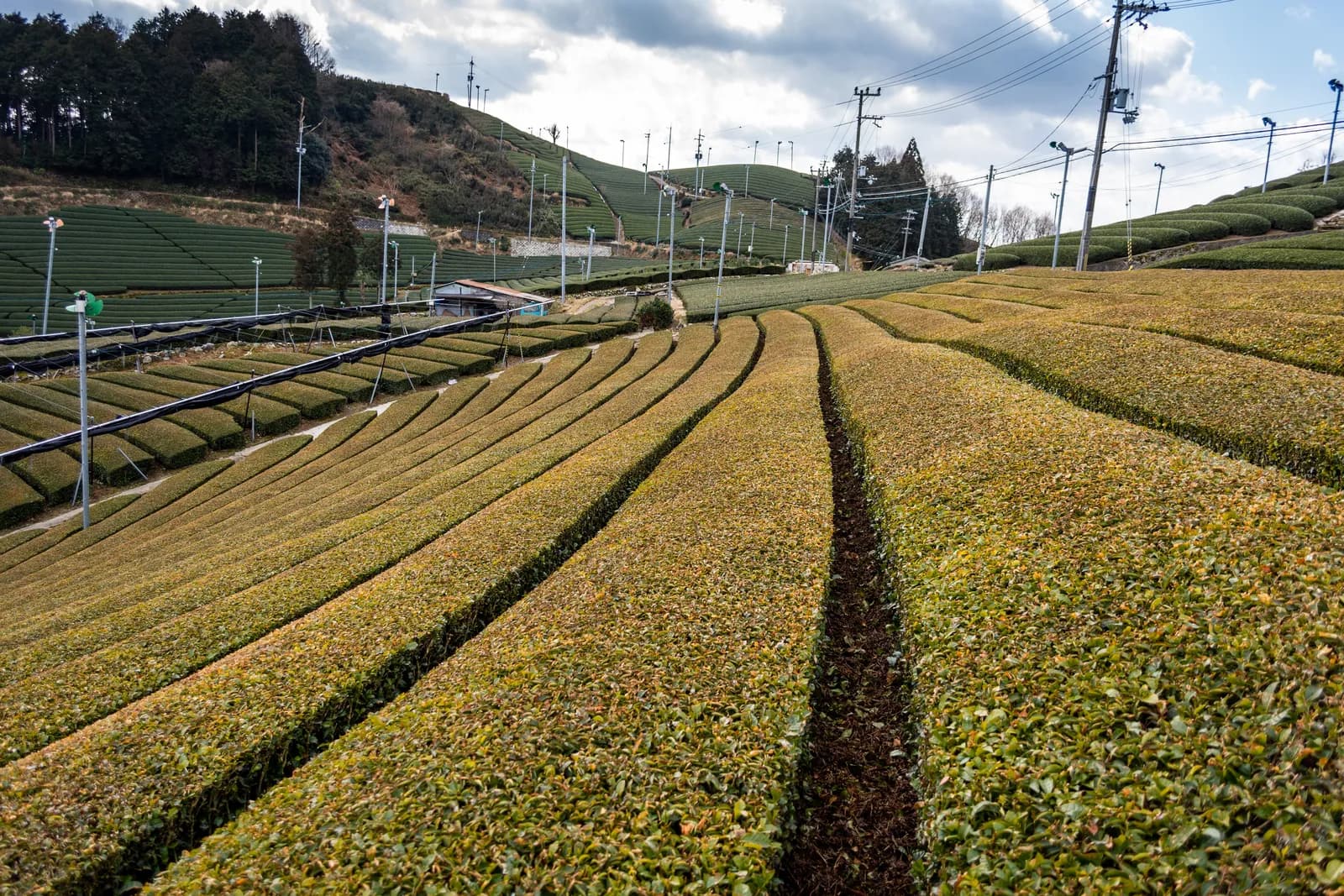 Terraced tea gardens in Uji, Kyoto